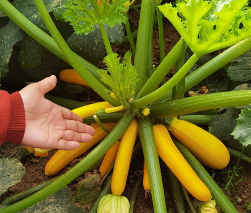 菜瓜類種植篇——西葫蘆的高產管理