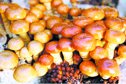 食用菌