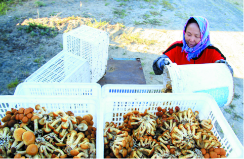 食用菌