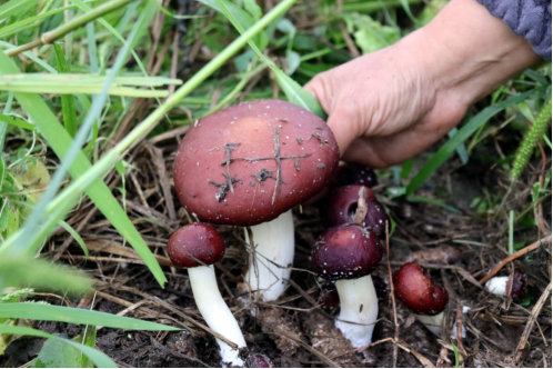 食用菌