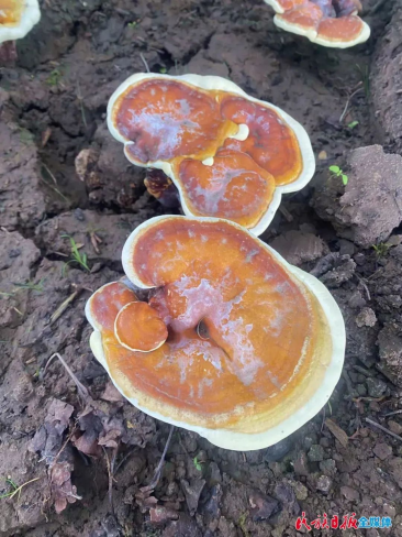 食用菌