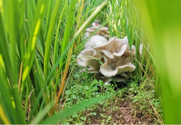 食用菌