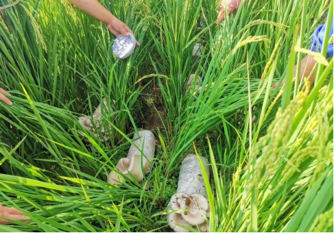 食用菌