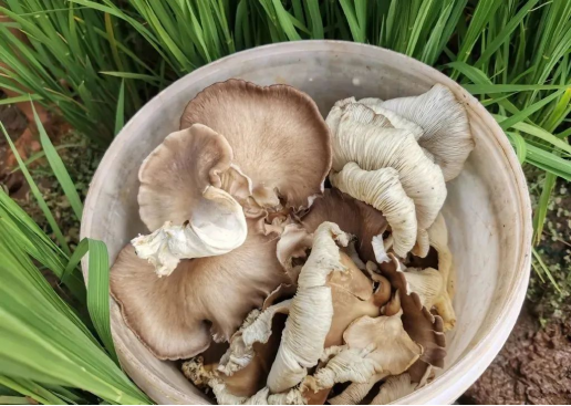 食用菌