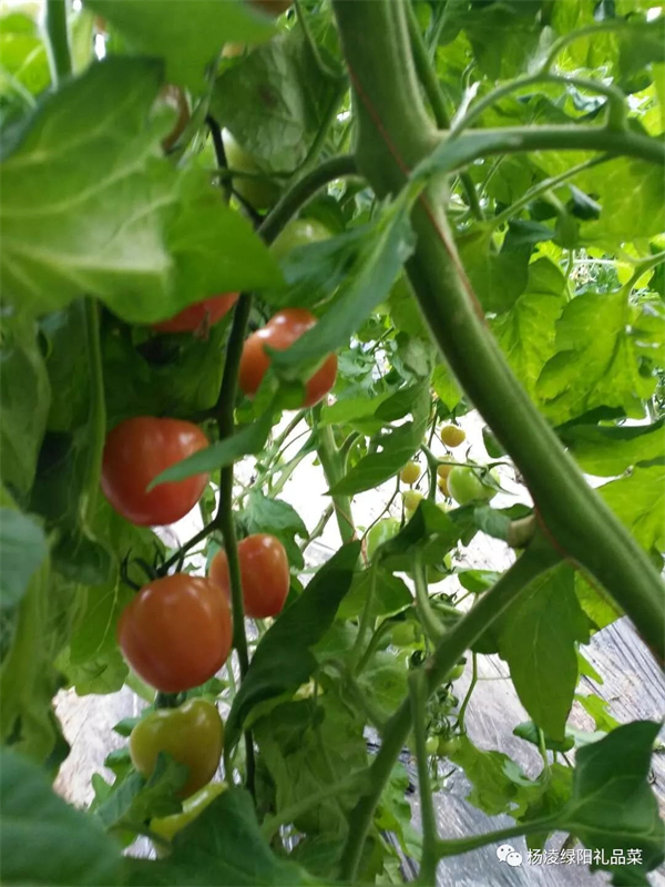 英雄之菜