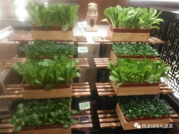 英雄之菜