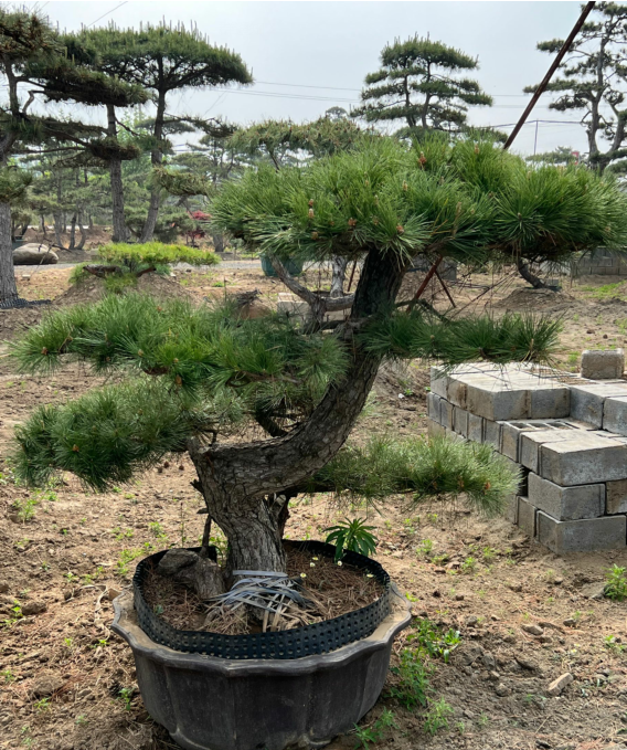 松树盆景基地