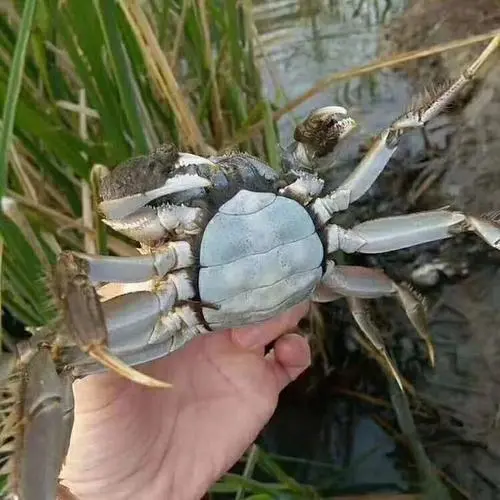 盘锦河蟹