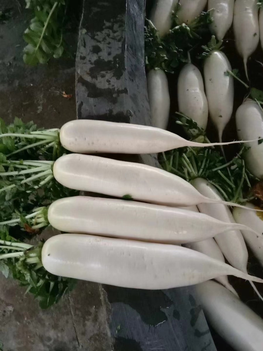 白萝卜