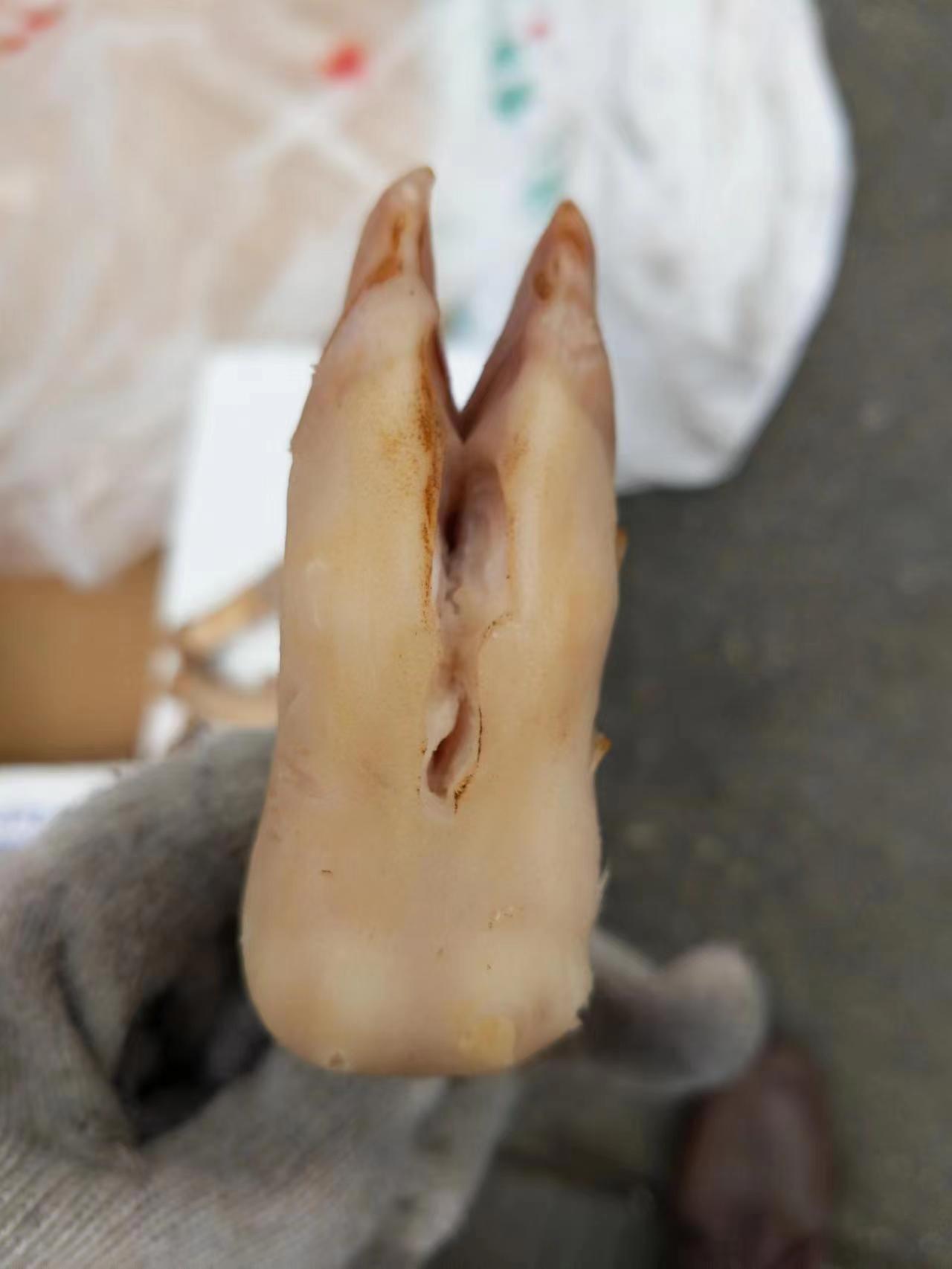 羊蹄