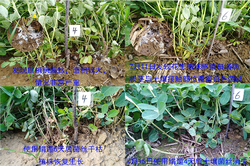 花生花卉白绢病