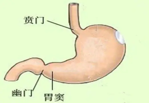 消化道胃