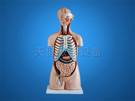 TJ-206人體軀干模型