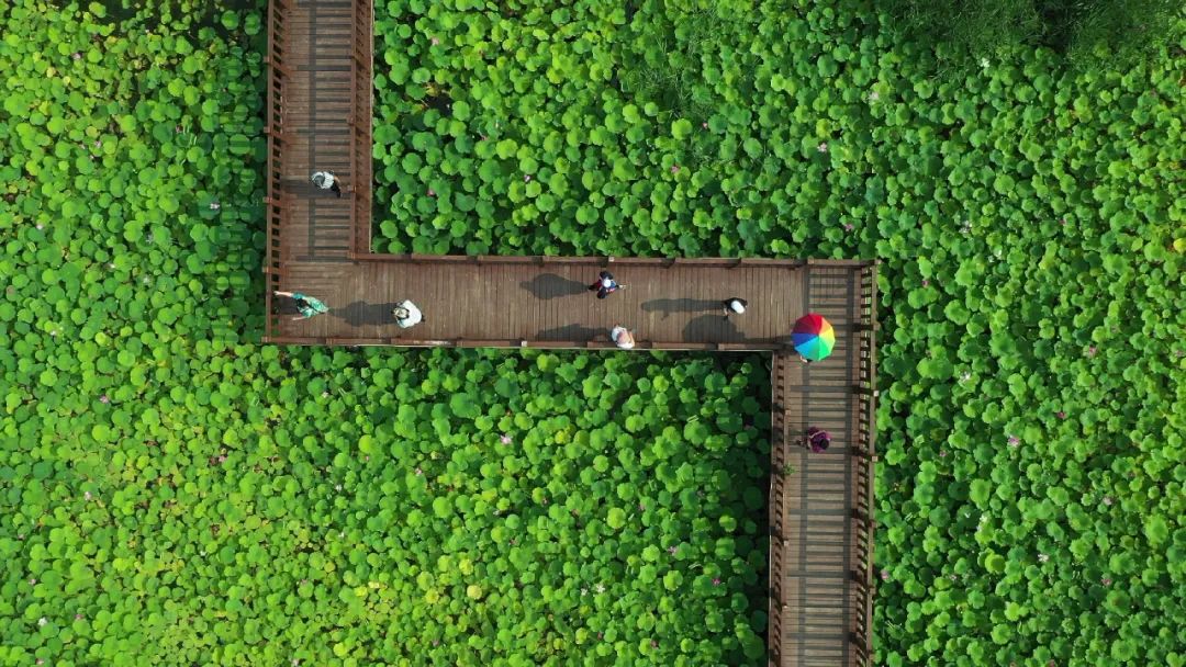重庆水生植物批发