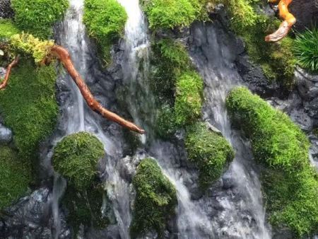 天津热带雨林