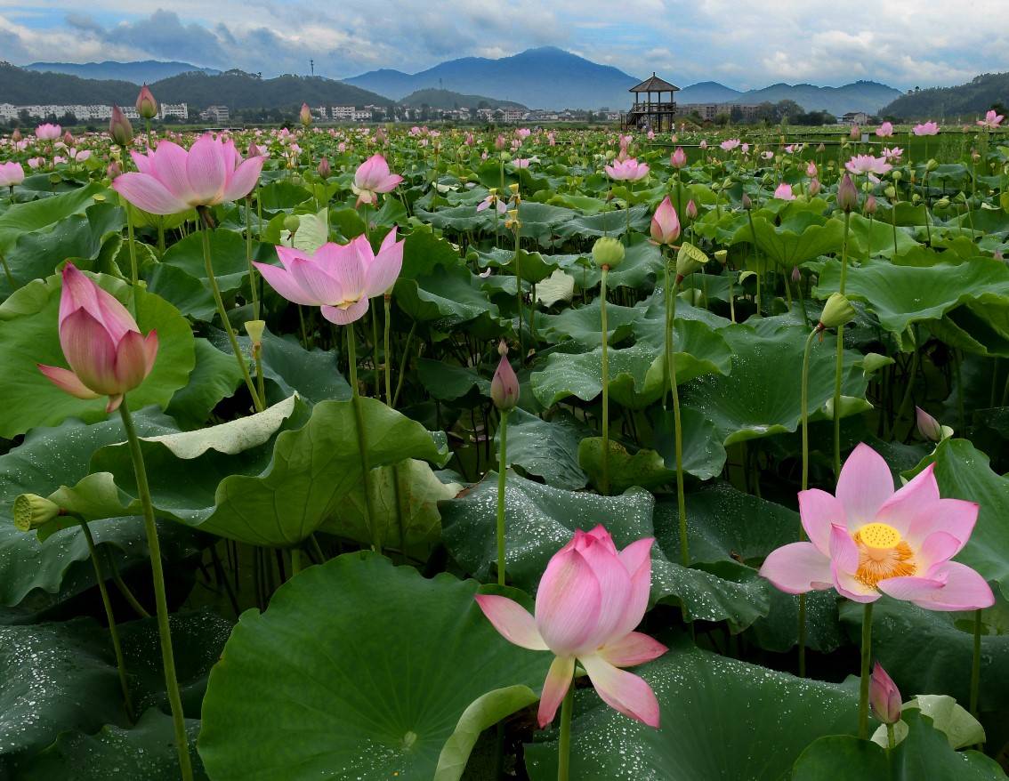 荷花定律