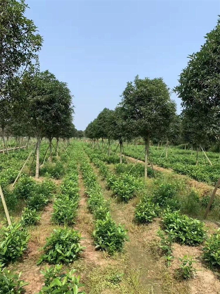 桂花种植基地