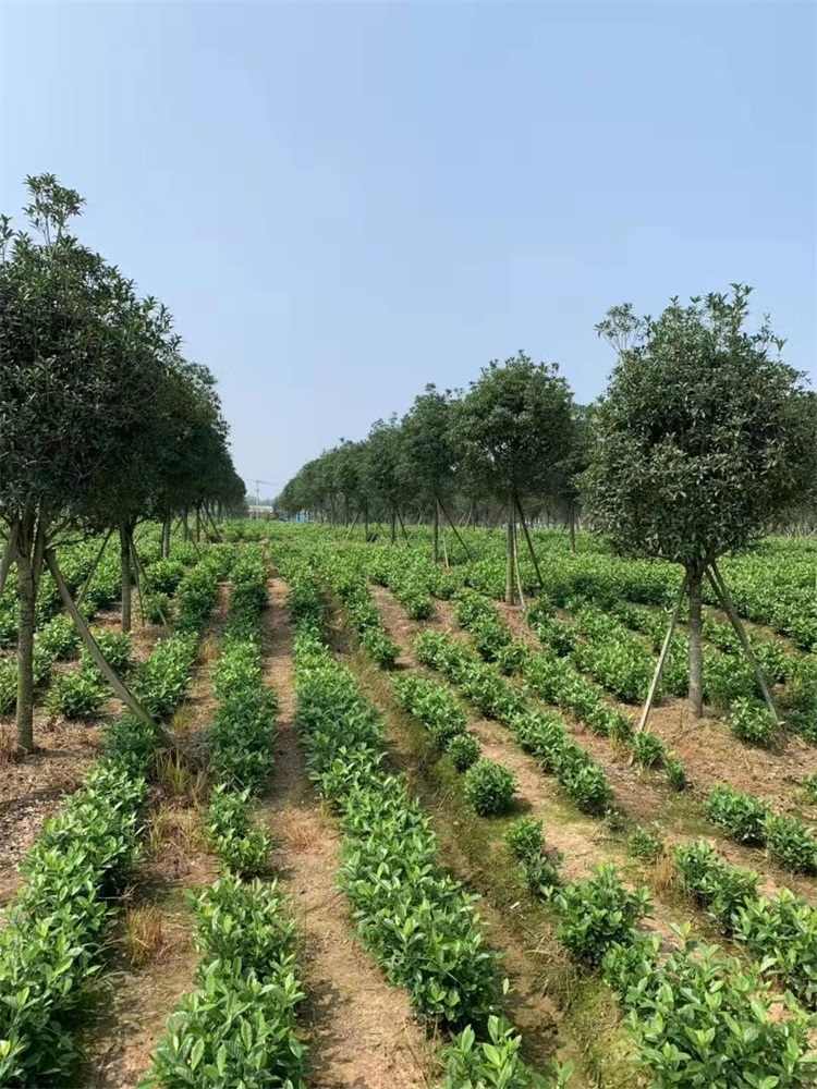 桂花种植基地