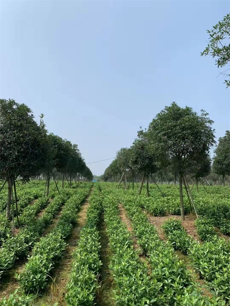 桂花种植基地