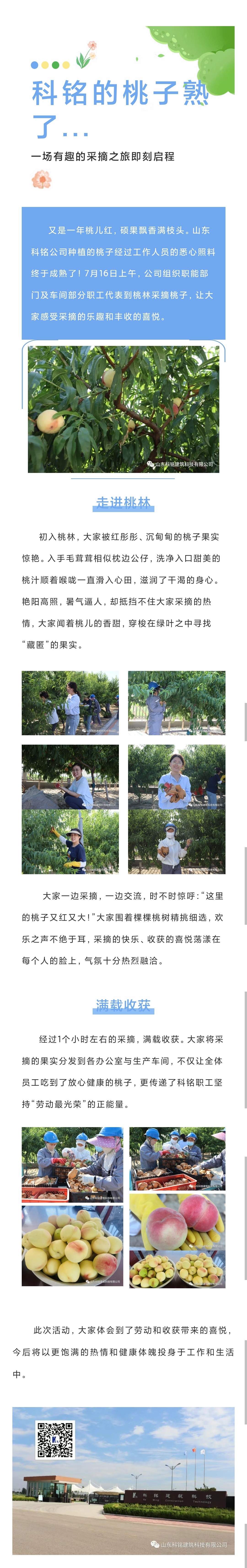 丰收时节，桃果飘香