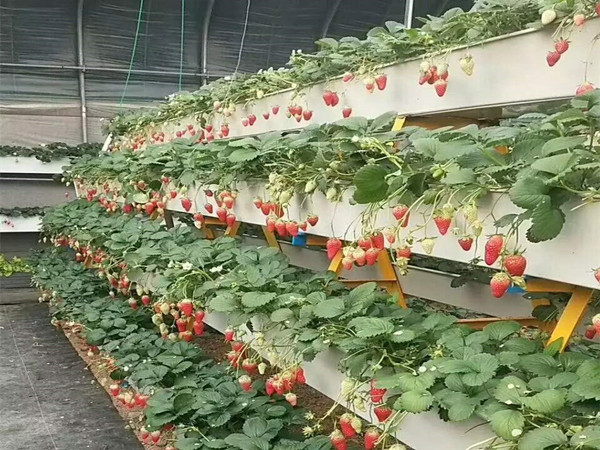 北京日本农业荷兰种植模式生产厂家——方立农业科技