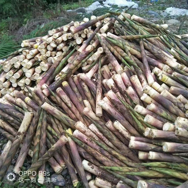 羅漢筍