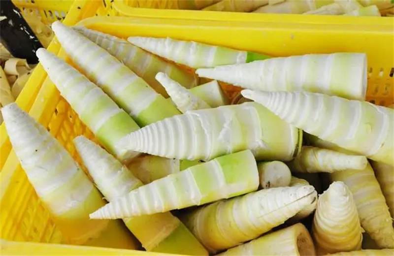 麻竹筍