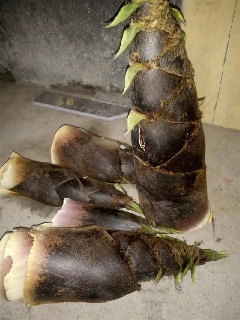 楠竹筍