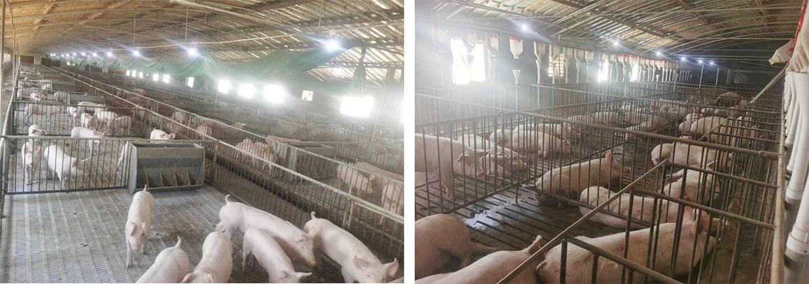 临朐县德一畜禽养殖专 业合作社