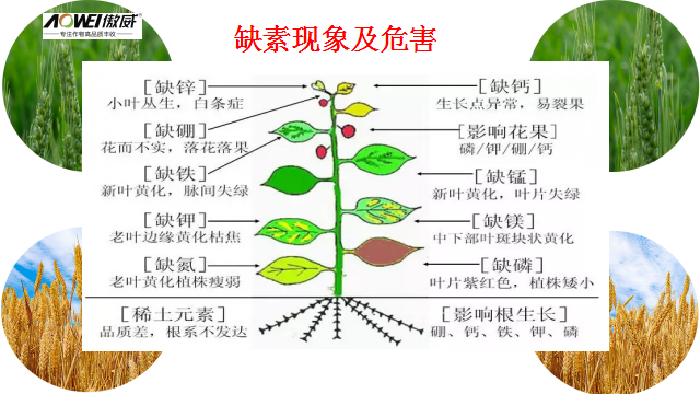 小麦高产套餐