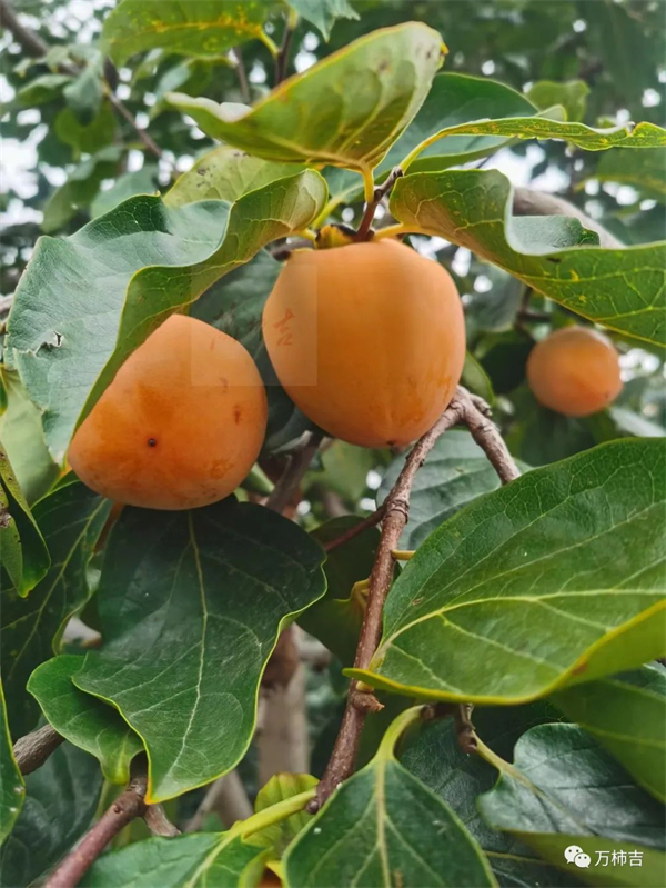 万柿吉