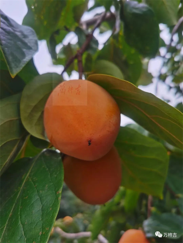 万柿吉