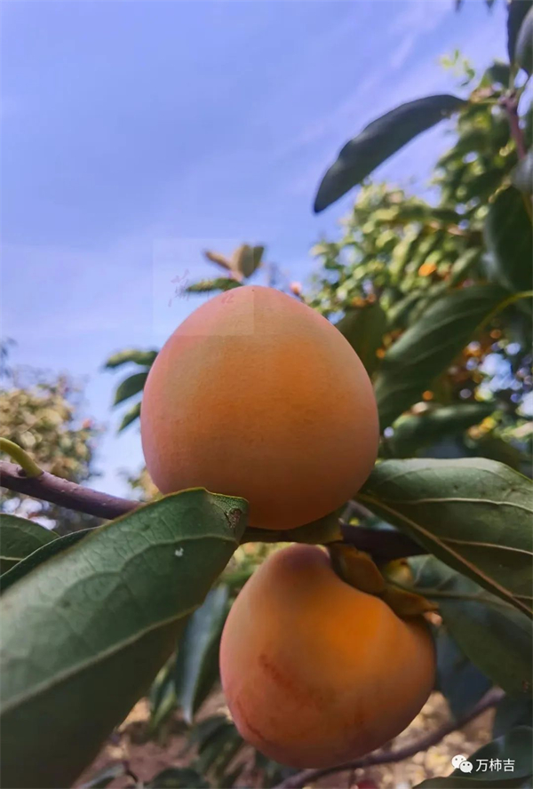 万柿吉