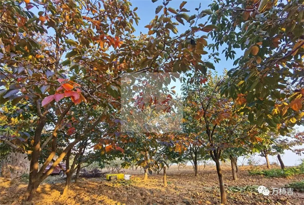 万柿吉