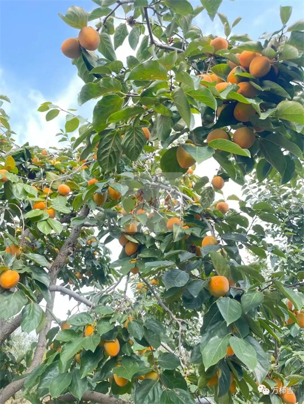 万柿吉
