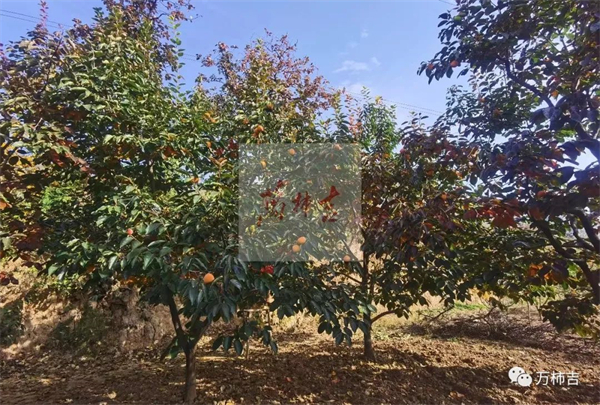 万柿吉