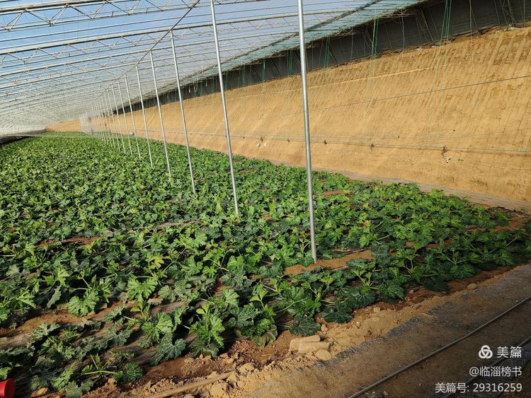 书尚鲁公，入古出新