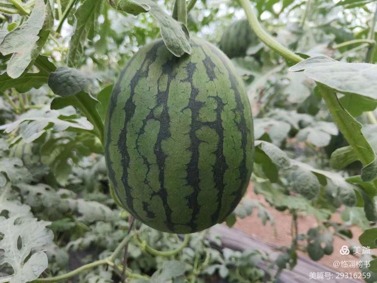 书尚鲁公，入古出新