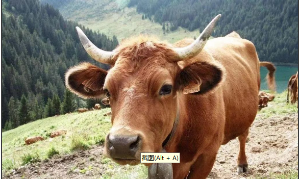 张家口牛羊饲料