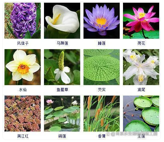 重庆水生植物