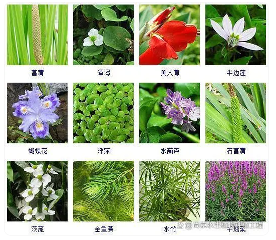 重庆水生植物