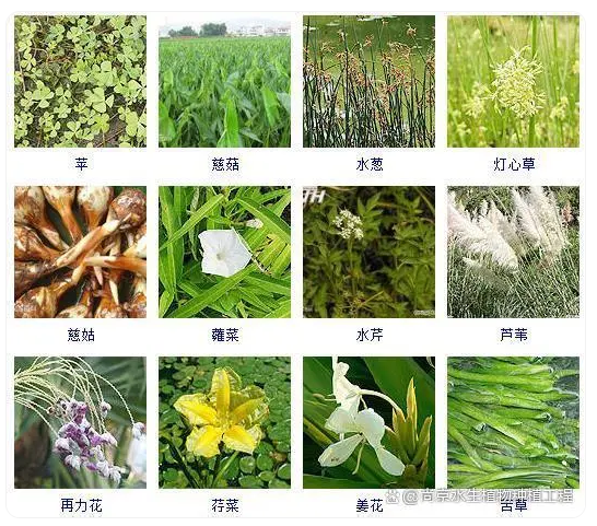 重庆水生植物