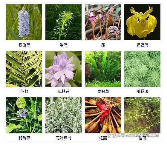 重庆水生植物