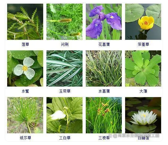 重庆水生植物