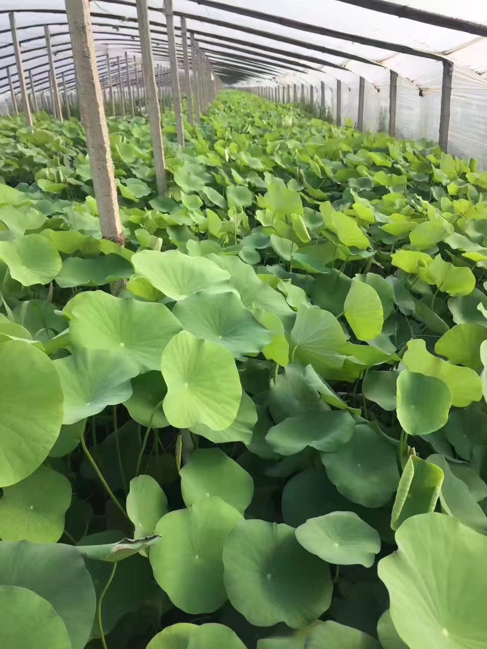 重庆荷花种植批发