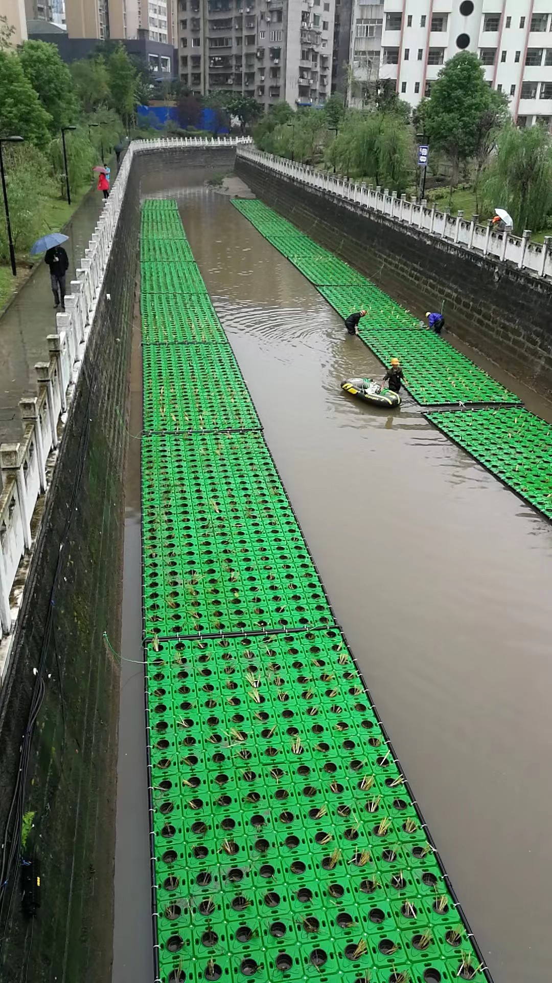 重庆河床水生植物种植