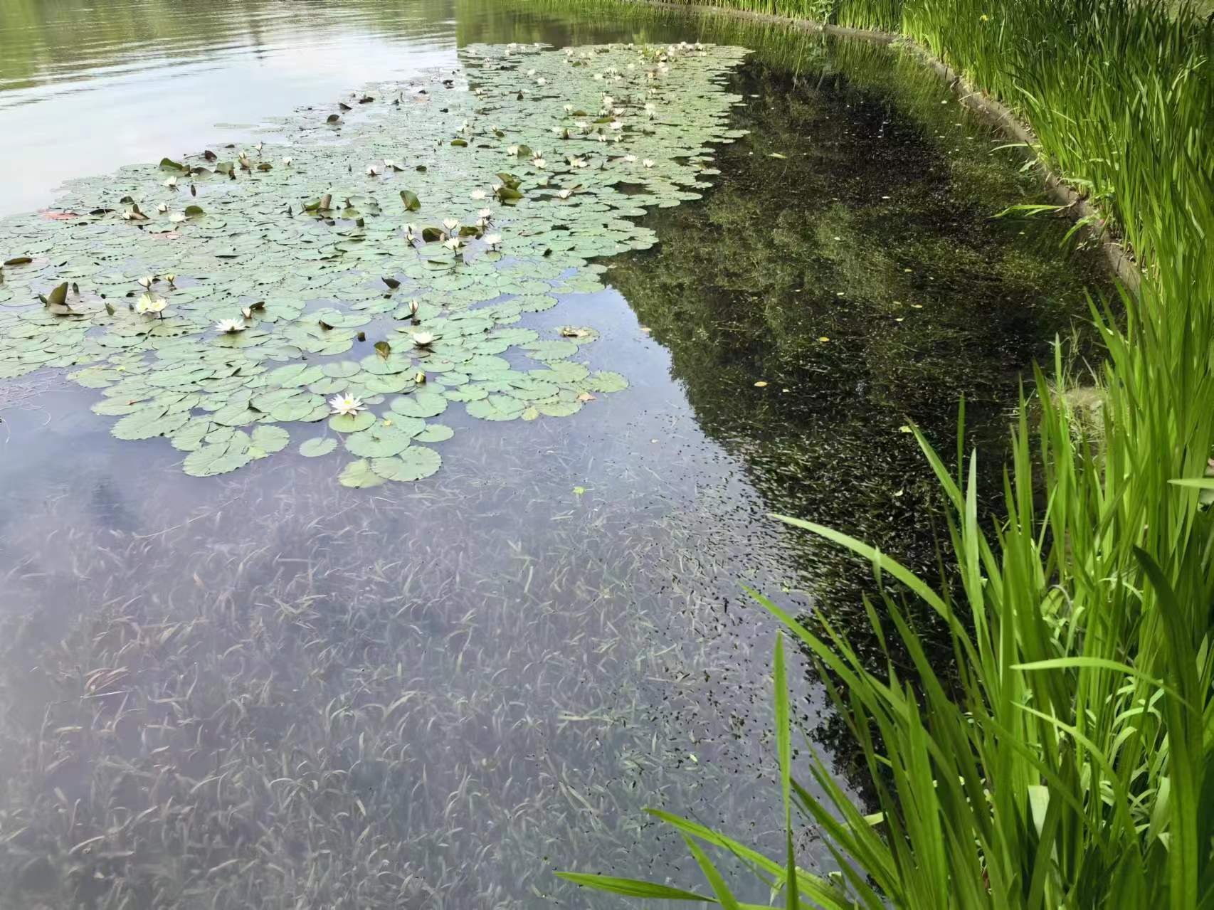 北京金河水务集团董事长周付春一行考察安庆西小湖水环境治理项目