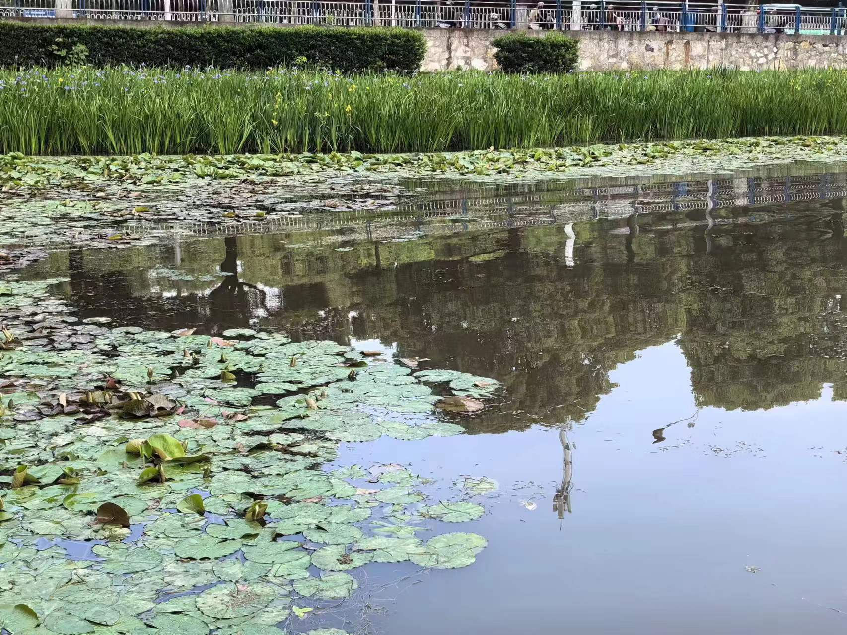 北京金河水務集團董事長周付春一行考察安慶西小湖水環境治理項目