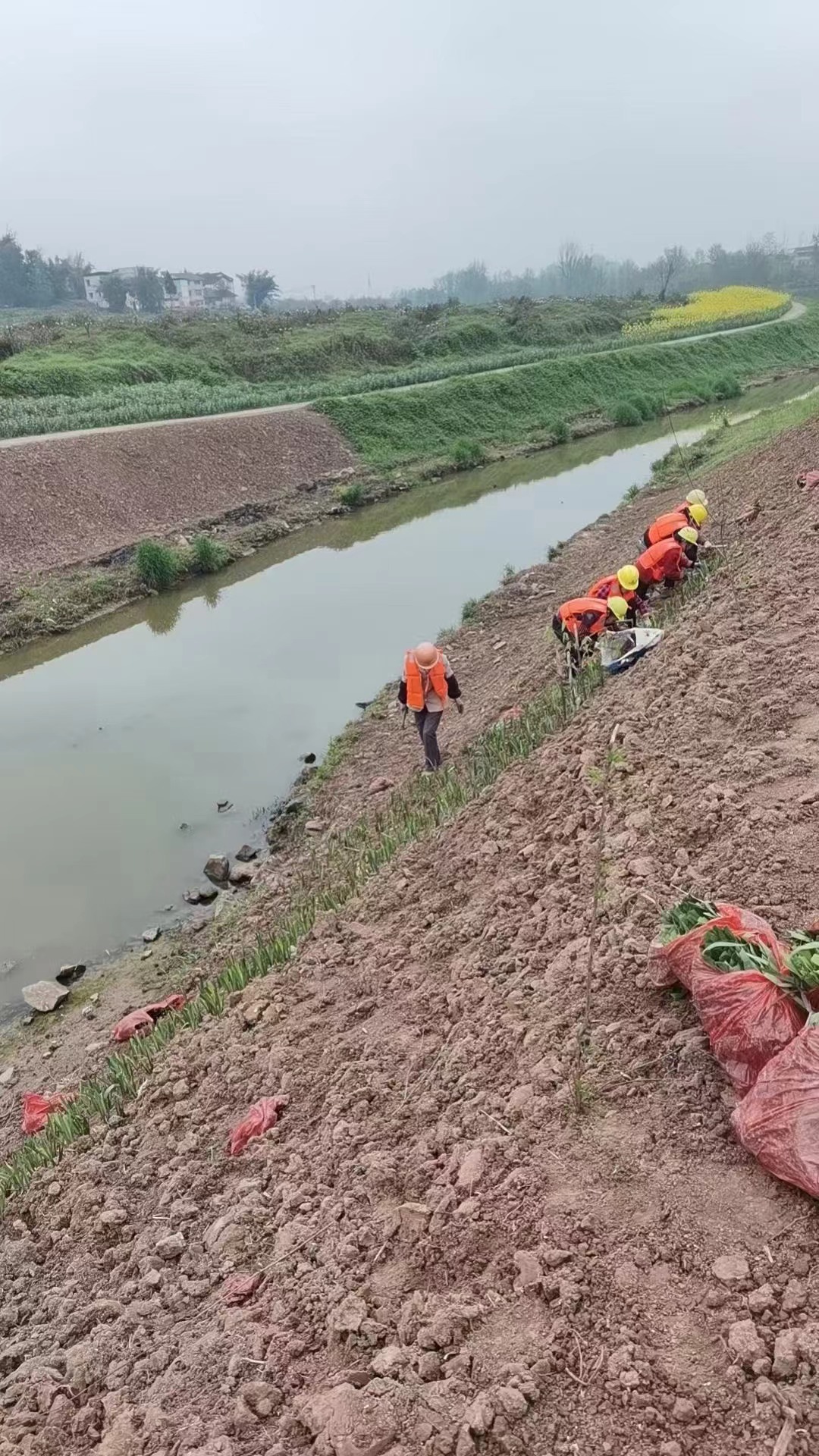 重庆水生植物