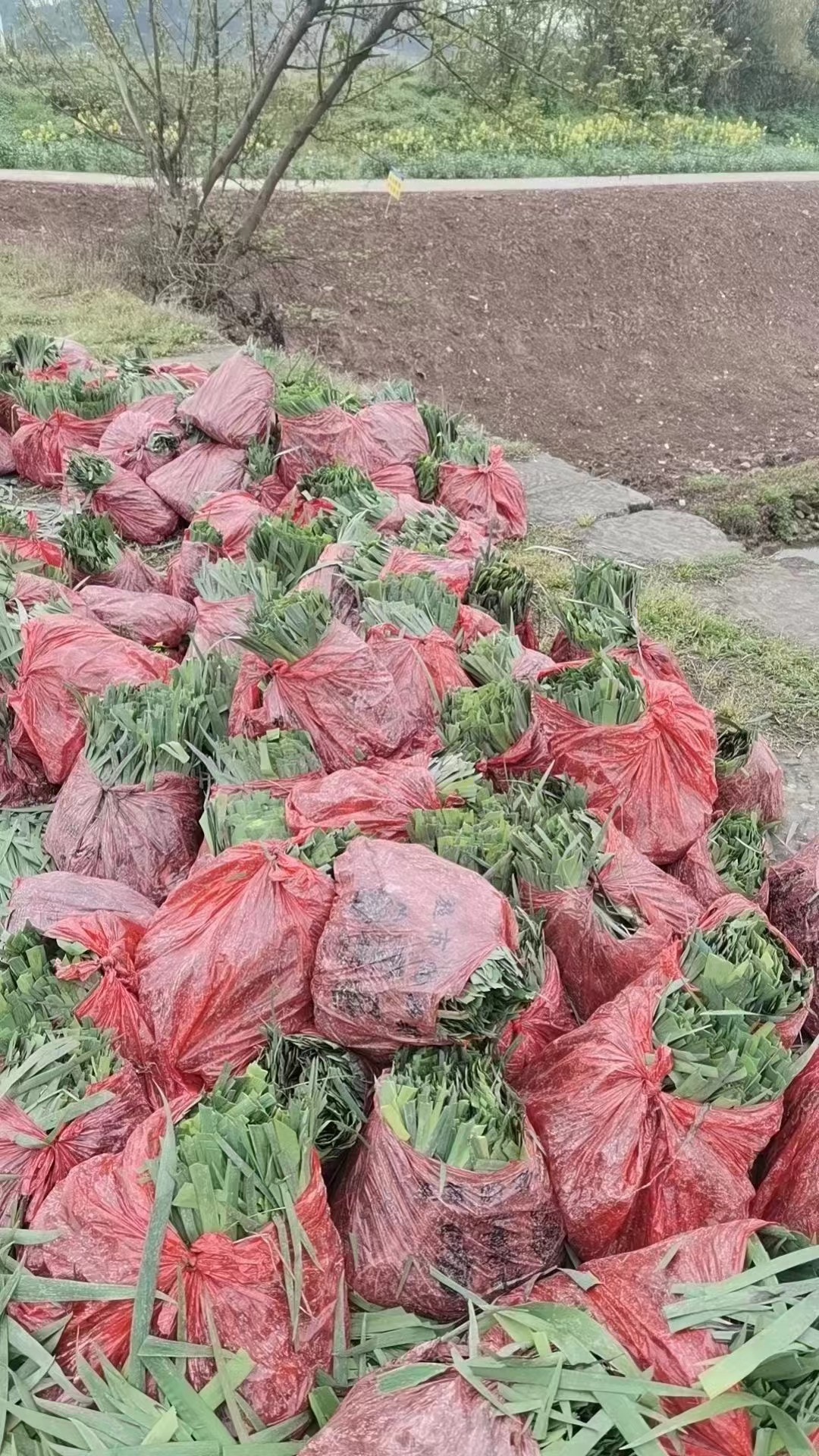 重庆水生植物